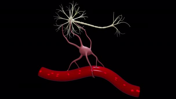 Анимация Астроцитарной Клетки Которая Поддерживает Центральную Нервную Систему — стоковое видео