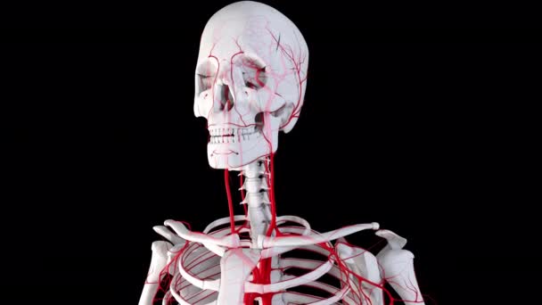 Animação Das Artérias Humanas Esqueleto — Vídeo de Stock