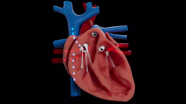 Animation Heart Blood Flow Section View — Stock Video