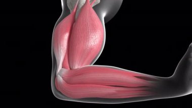 Bu 3D animasyon kol kaslarının hareketini gösteriyor.