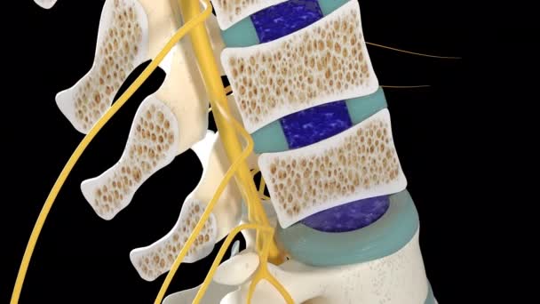 この3Dアニメーションは背骨の一部を示しています — ストック動画