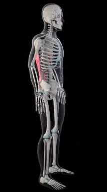 Bu 3 boyutlu animasyon tüm erkek vücudundaki latissimus dorsi kaslarını gösteriyor.