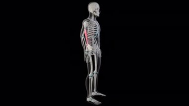 Bu 3 boyutlu animasyon tüm erkek vücudundaki latissimus dorsi kaslarını gösteriyor.