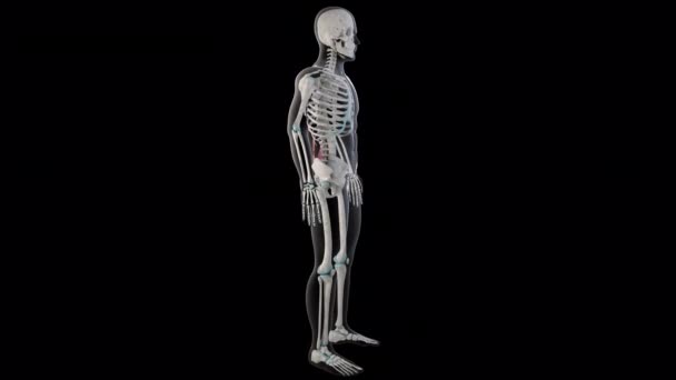 Denna Animation Visar Iliocostalis Lumborum Muskler Hela Kroppen — Stockvideo