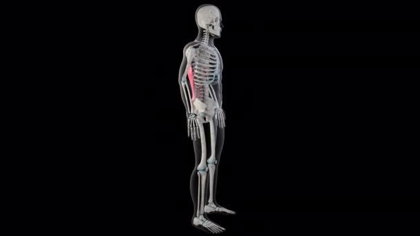 Boyutlu Animasyon Tüm Erkek Vücudundaki Latissimus Dorsi Kaslarını Gösteriyor — Stok video