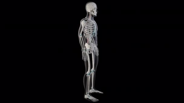 この3Dアニメーションは全人体の多機能筋肉を示しています — ストック動画