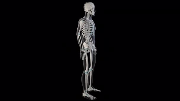 Boyutlu Animasyon Insan Vücudundaki Büyük Rohmboid Kaslarını Gösteriyor — Stok video
