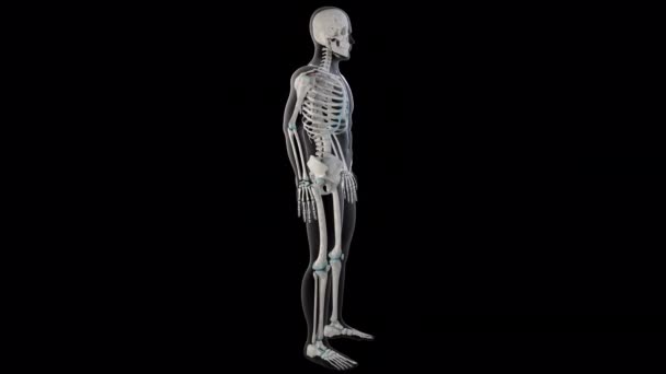 Animation Shows Rohmboid Minor Muscles Whole Man Body — Stock Video