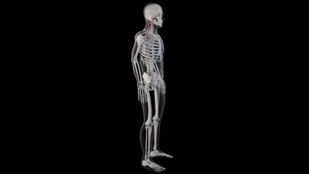 Denna Animation Visar Splenius Capitis Muskler Hela Kroppen — Stockvideo