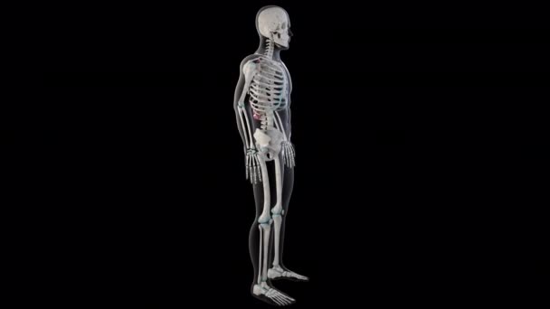 Animation Shows Serratus Posterior Superior Inferior Muscles Whole Man Body — Stockvideo