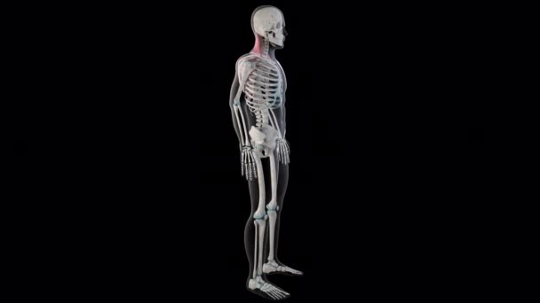 Animation Shows Trapezius Muscles Whole Man Body — Stock Video