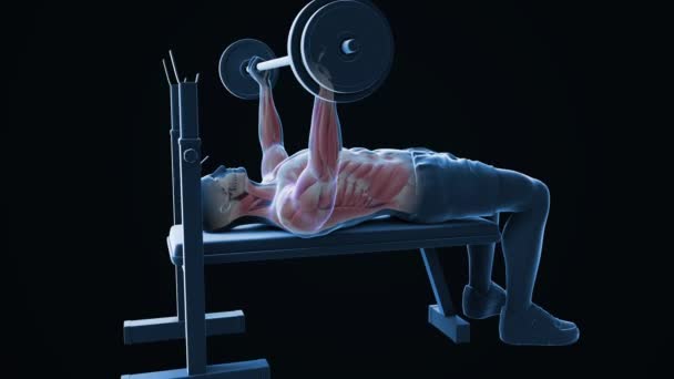 Animation Shows Xray Man Performing Bench Press Workout Visible Muscles — Stock video