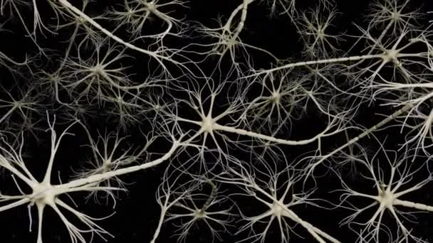 Esta Animação Mostra Uma Visão Geral Dos Neurônios — Vídeo de Stock