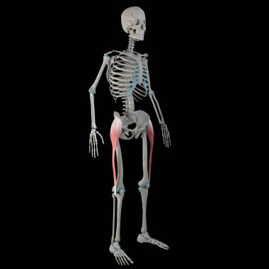This 3d illustration shows the tensor fasciae latae muscles on a male human boby clipart