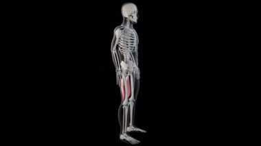 Bu 3D animasyon tüm insan vücudundaki yarı tendinozus kaslarını gösteriyor.