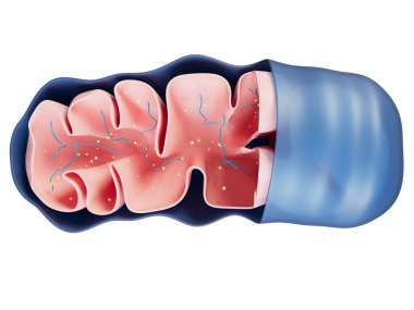 Bu 3D çizim mitokondrinin yapısını gösterir