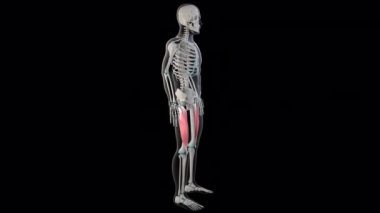 Bu 3 boyutlu animasyon, tüm insan vücudundaki vastus lateralis kaslarını gösteriyor.