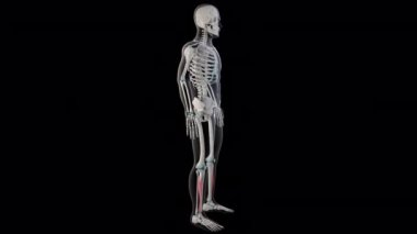 Bu 3D animasyon, tüm insan vücudundaki uzatma dijitorum longus kaslarını gösteriyor.