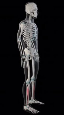 Bu 3D animasyon, tüm insan vücudundaki uzatma dijitorum longus kaslarını gösteriyor.