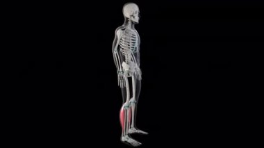 Bu 3D animasyon tüm insan vücudundaki gastrocnemius kaslarını gösteriyor.