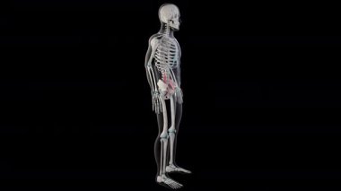 Bu 3D animasyon psoas tüm erkek vücudundaki büyük kasları gösteriyor