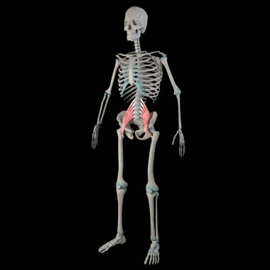 This 3d illustration shows the psoas major muscles on a male human body clipart