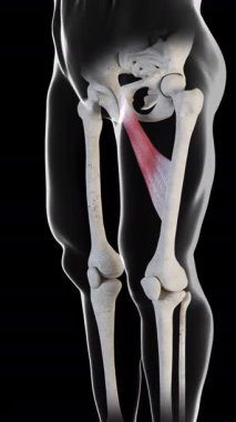 Bu 3D animasyon, addüktör longus kas hareketinin yan görüntüsünü gösterir 