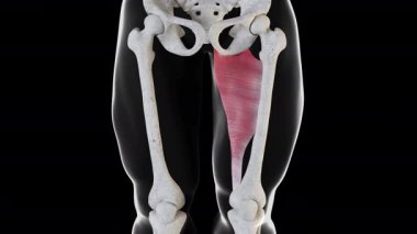 Bu 3D animasyon addüktör magnus kas hareketini gösterir