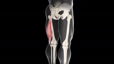 Bu 3D animasyon pazıların femoris kas hareketlerini gösteriyor.