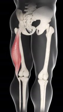 Bu 3D animasyon pazıların femoris kas hareketlerini gösteriyor.