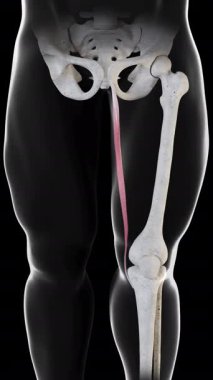 Bu 3D animasyon, Gracilis kas hareketinin ön görüntüsünü gösterir.