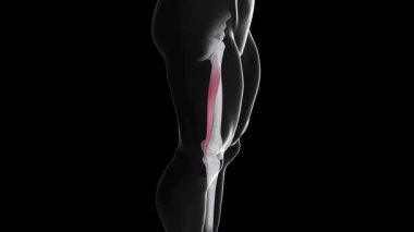 Bu 3D animasyon, Gracilis kas hareketinin bir kenar görünümünü gösterir