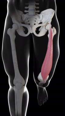 Bu 3D animasyon rektus femoris kas hareketinin ön görüntüsünü gösteriyor.