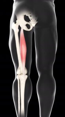 Bu 3D animasyon, semitendinozus kas hareketinin arka görüntüsünü gösterir.