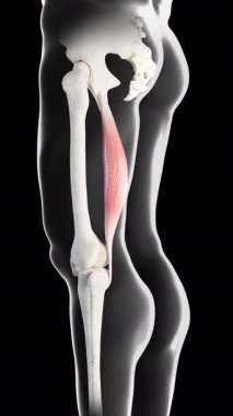 Bu 3D animasyon, semitendinozus kas hareketinin yan görüntüsünü gösterir.