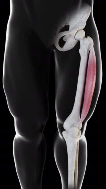 Bu 3D animasyon vastus lateral kas hareketinin ön görüntüsünü gösteriyor.