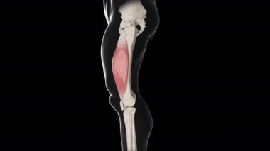 Bu 3D animasyon vastus lateral kas hareketinin yan görünümünü gösterir