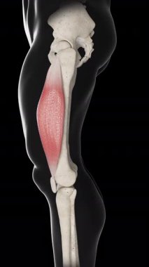 Bu 3D animasyon vastus lateral kas hareketinin yan görünümünü gösterir