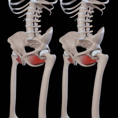 Bu 3D illüstrasyon dış obturator kaslarının hareketlerini gösterir