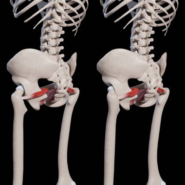 Bu 3D çizim obturator internus kas hareketini gösterir