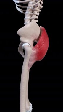 Bu 3D animasyon gluteus maximus kas hareketinin bir kenar görünümünü gösterir