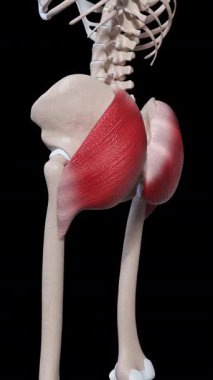 Bu 3D animasyon gluteus maximus kas hareketini gösteriyor