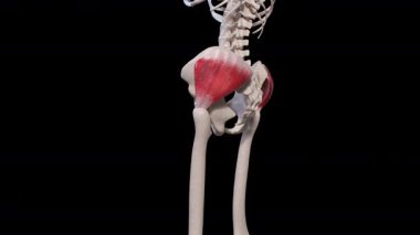 Bu 3D animasyon gluteus medius kas hareketini gösteriyor