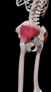 Bu 3D animasyon gluteus medius kas hareketini gösteriyor