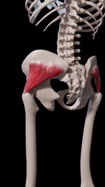 Bu 3D animasyon gluteus minimus kas hareketini gösterir