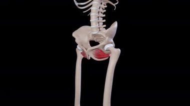 Bu 3D animasyon obturator dış kasların hareketini gösteriyor.