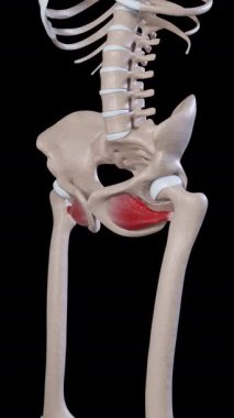 Bu 3D animasyon obturator dış kasların hareketini gösteriyor.