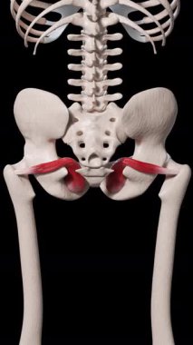 Bu 3D animasyon obturator internus kas hareketini gösteriyor