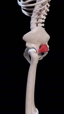 Bu 3D animasyon piriforis kas hareketinin arka görüntüsünü gösterir