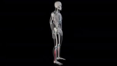 Bu 3 boyutlu animasyon, tüm insan vücudundaki fibularis longus kaslarını gösteriyor.